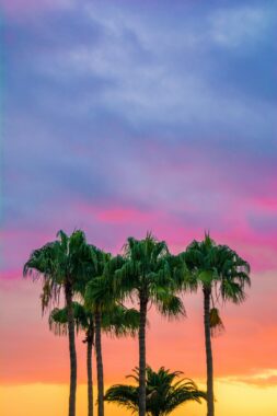 Palm Valley SEO Services